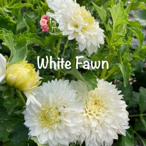 White Fawn