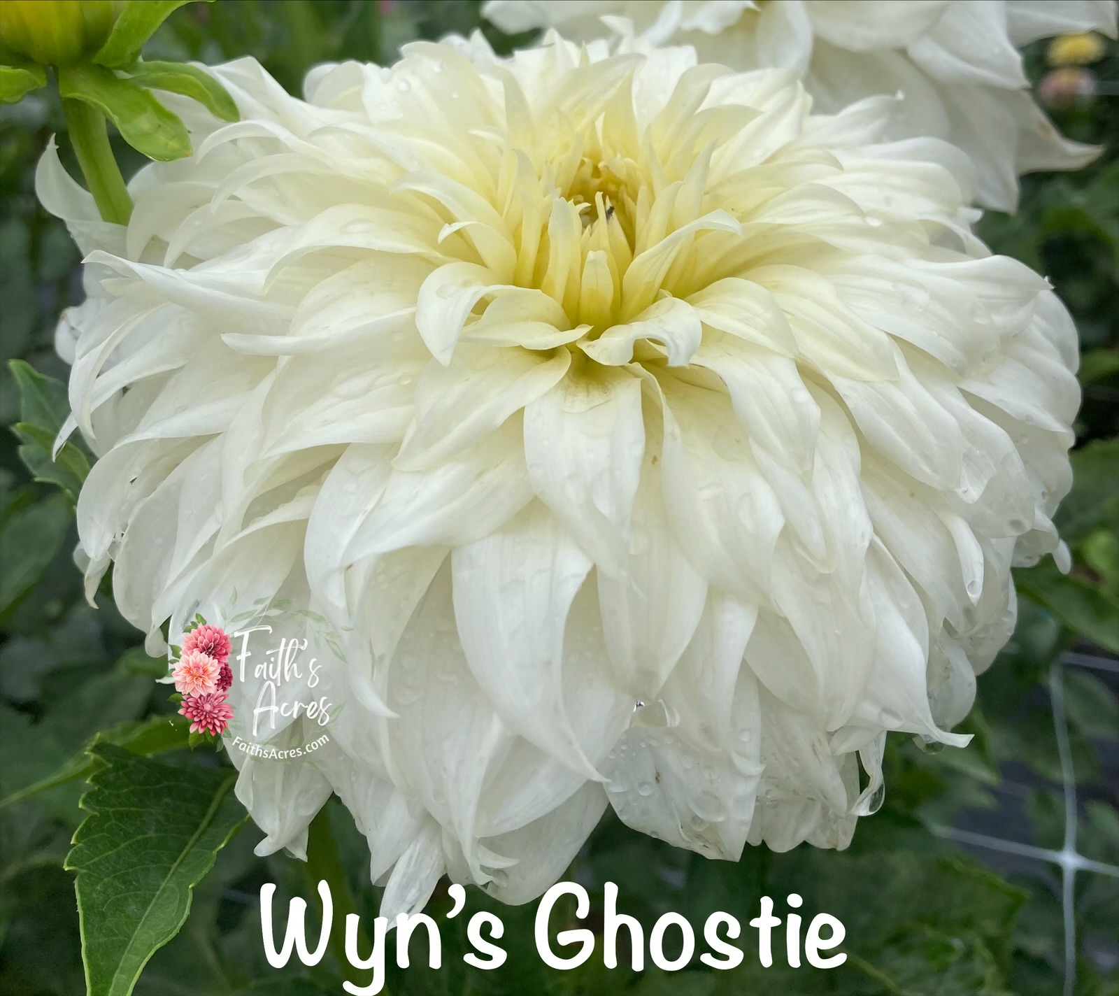 Wyns Ghostie - Image 4