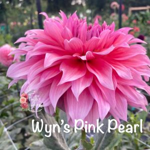 Wyn's Pink Pearl