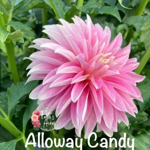 Alloway Candy