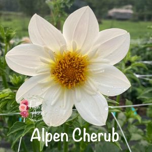 Alpen Cherub