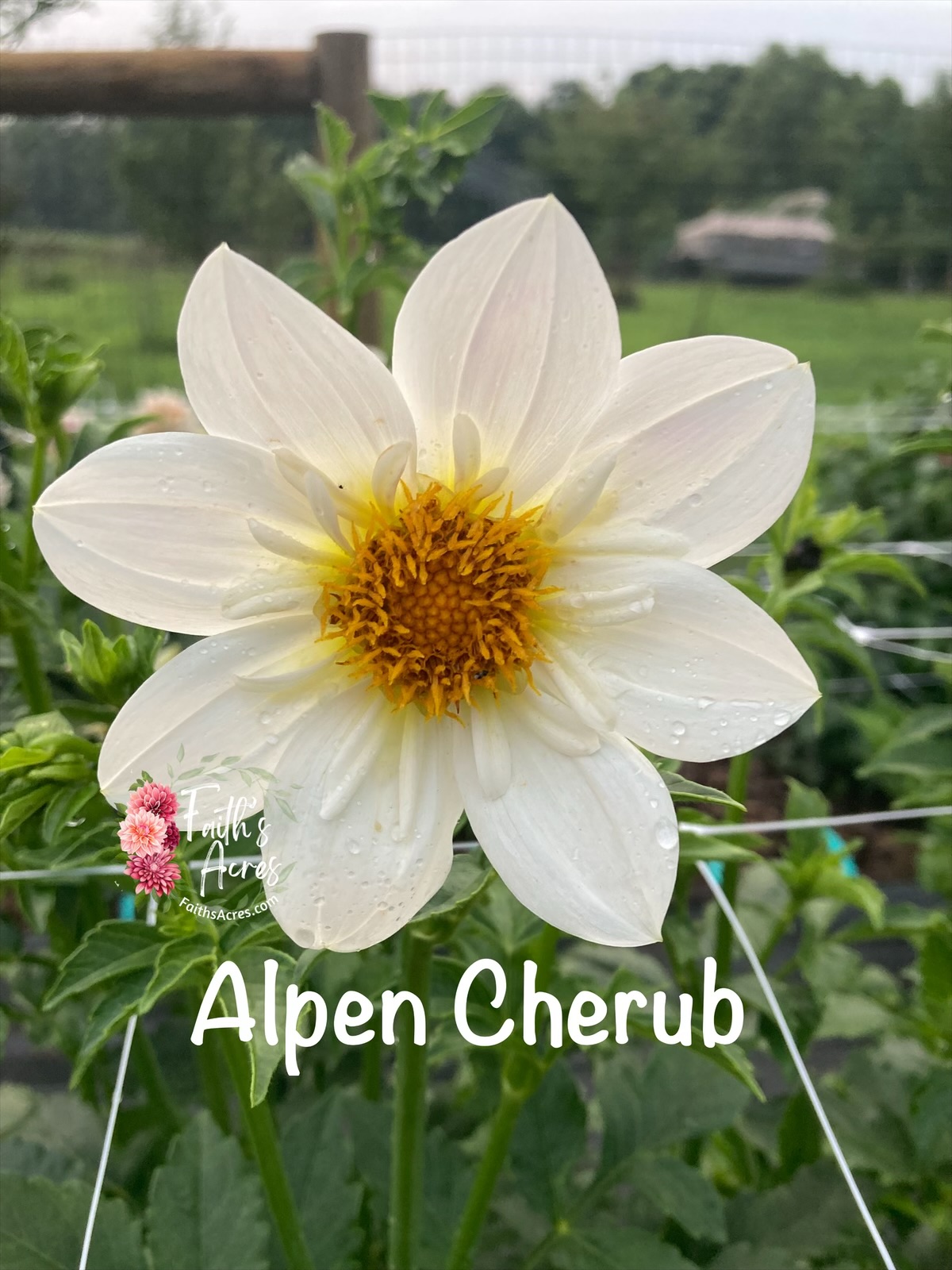 Alpen Cherub