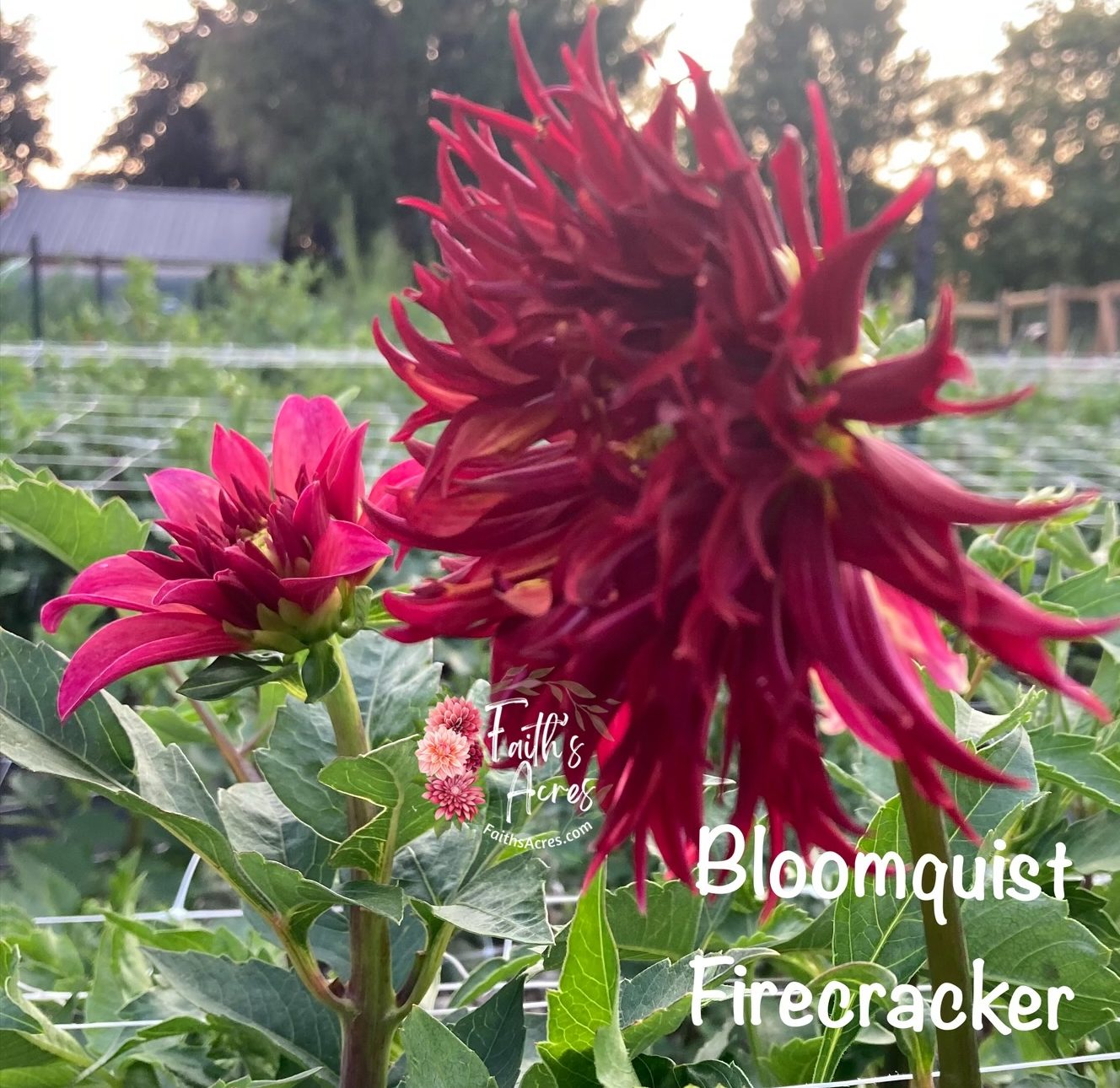 Bloomquist Firecracker - Image 6