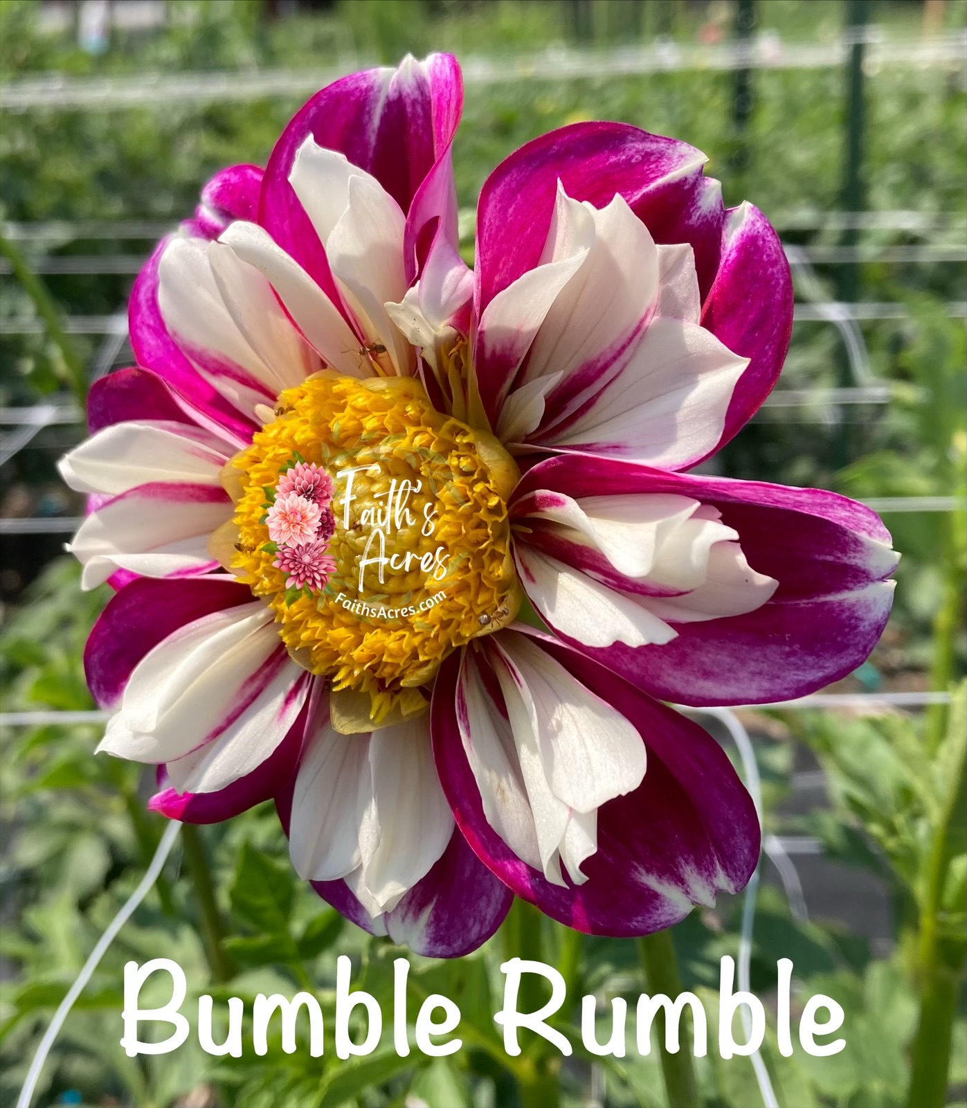 Bumble Rumble - Image 3