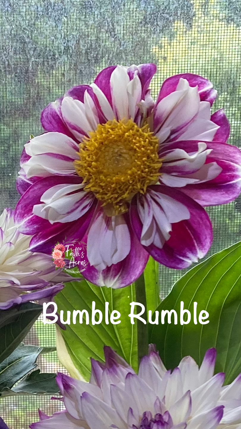 Bumble Rumble - Image 4