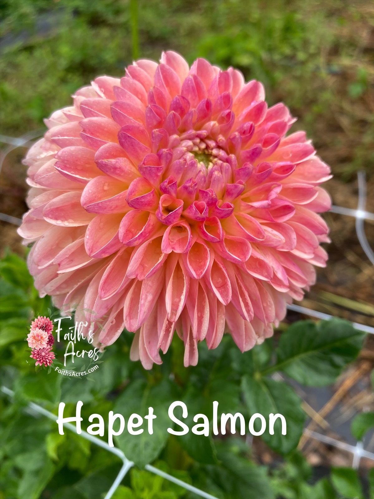 Hapet Salmon - Image 2