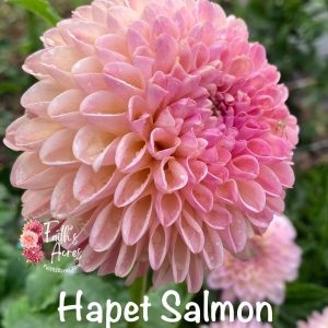 Hapet Salmon