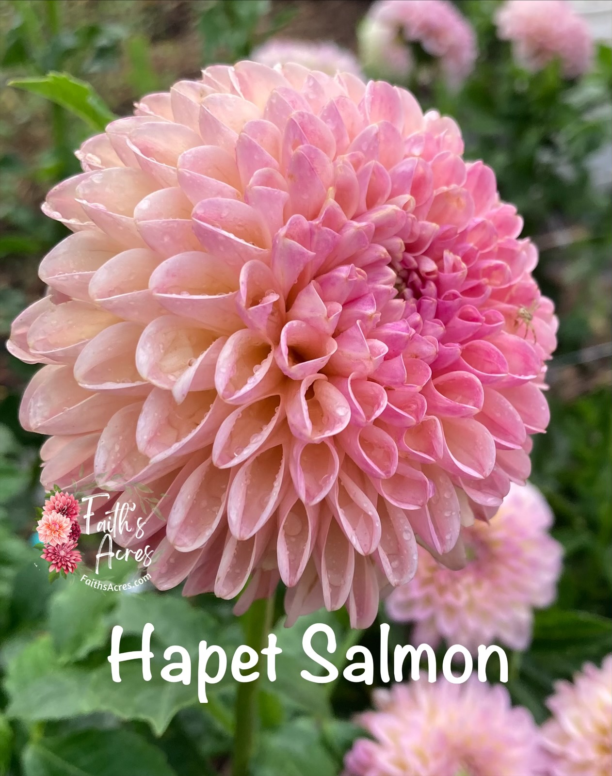 Hapet Salmon