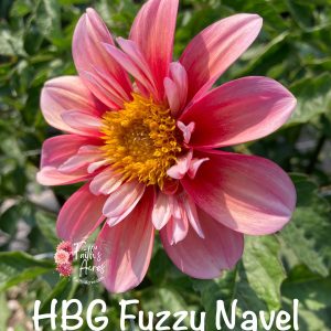 HBG Fuzzy Navel