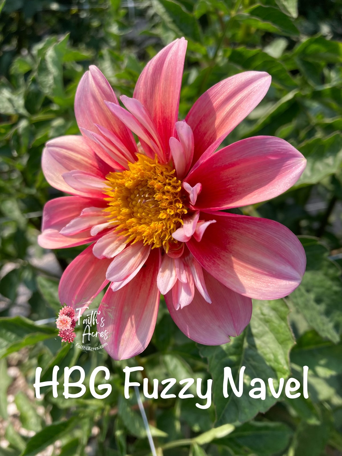 HBG Fuzzy Navel