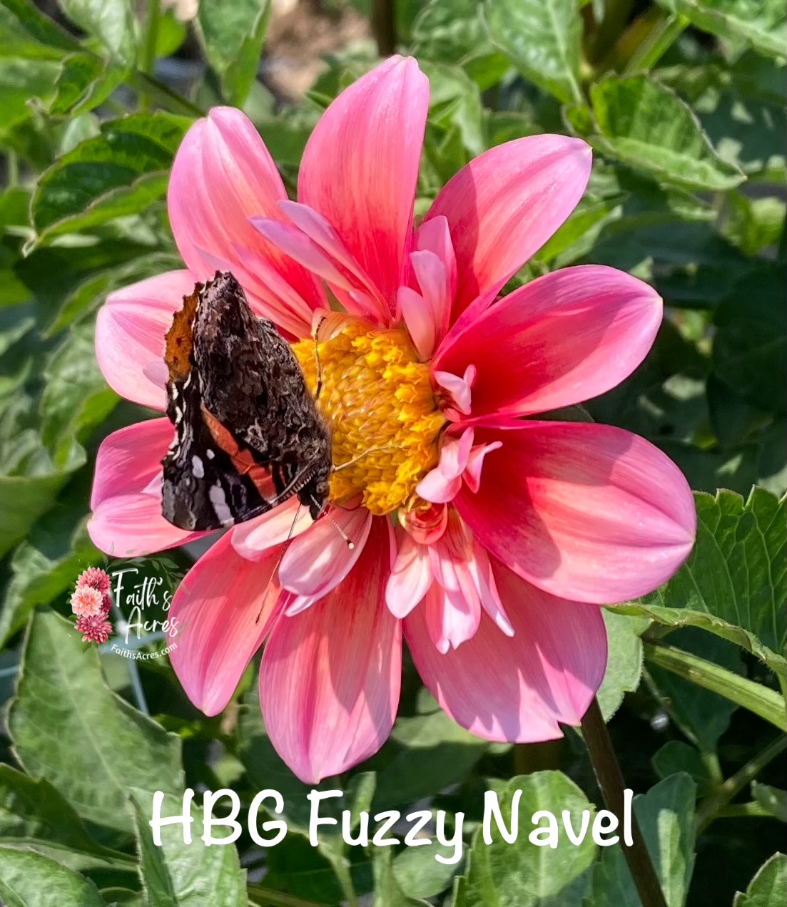 HBG Fuzzy Navel - Image 3