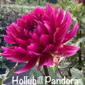 Hollyhill Pandora