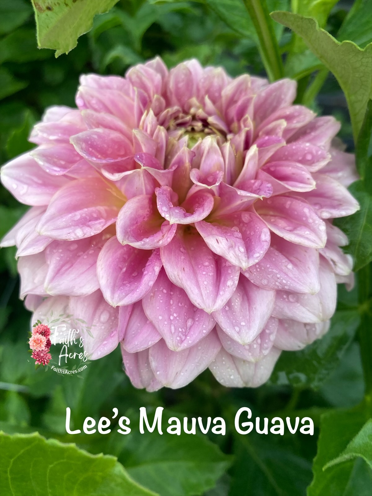 Lee's Mauva Guava - Image 3