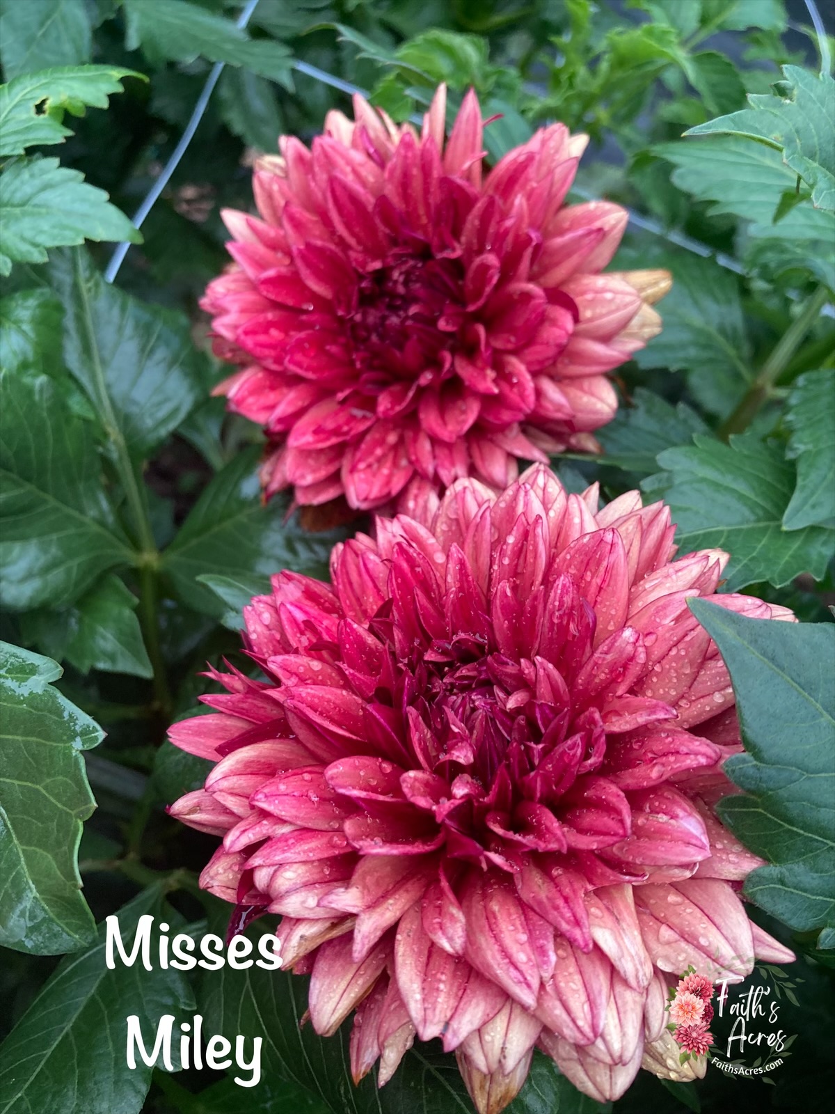 Misses Miley - Image 4