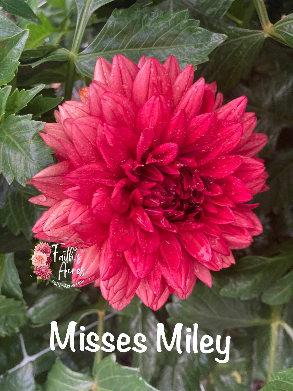 Misses Miley - Image 2