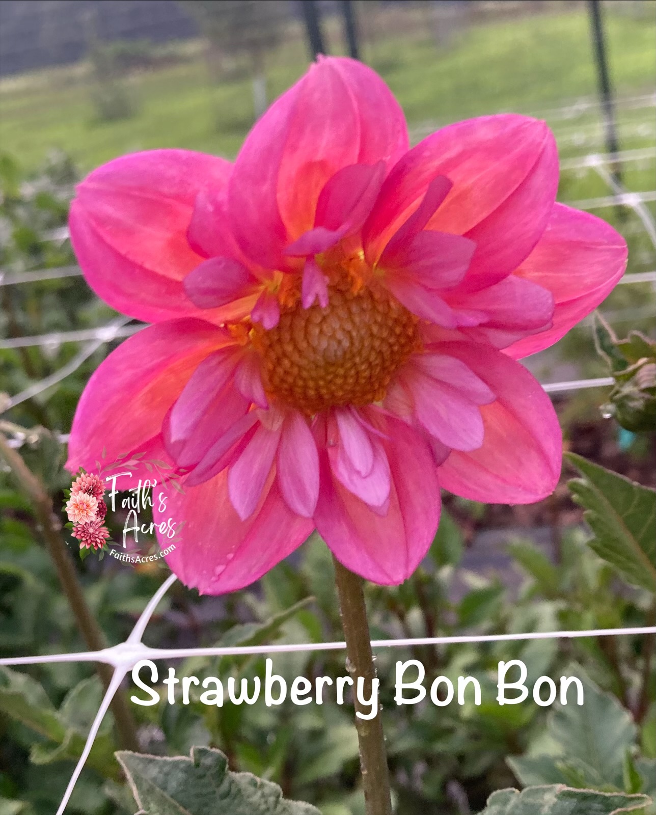 Strawberry Bonbon-Tuber plus Mother attached 1 available - Image 2