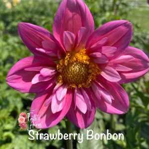 Strawberry Bonbon-Tuber plus Mother attached 1 available