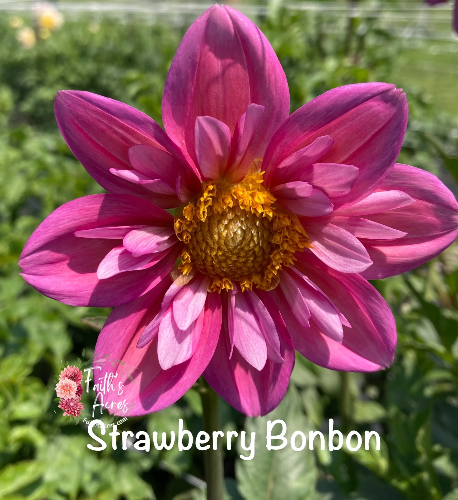 Strawberry Bonbon-Tuber plus Mother attached 1 available