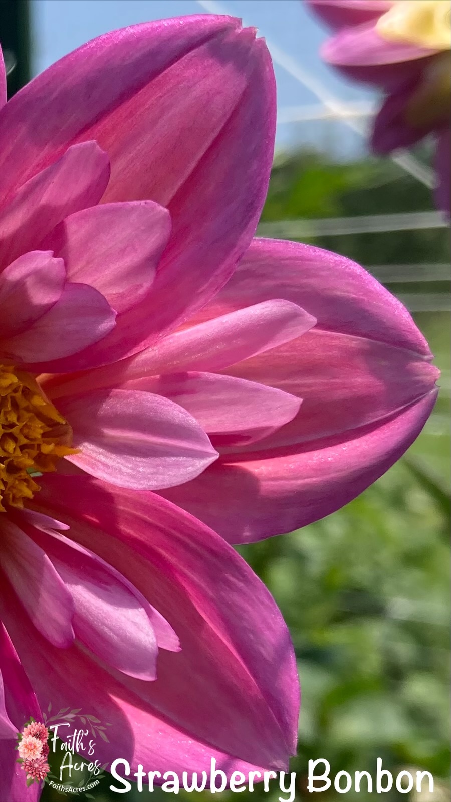 Strawberry Bonbon-Tuber plus Mother attached 1 available - Image 3