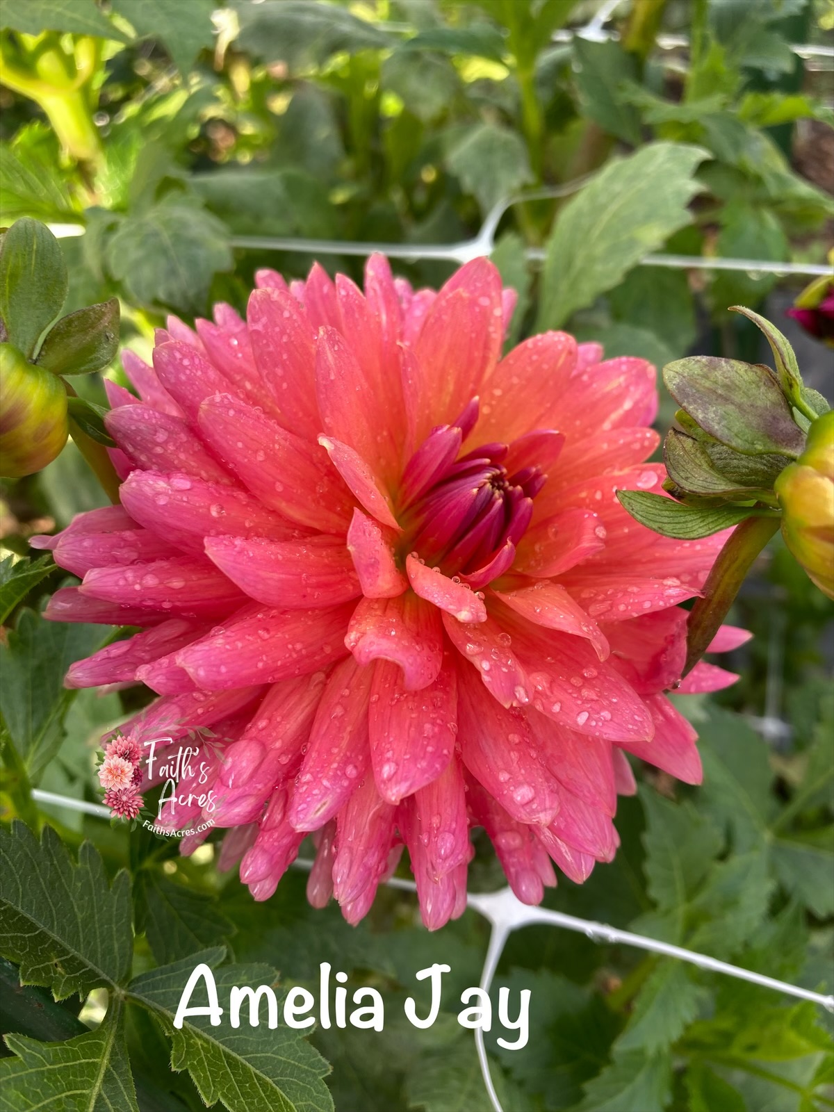 Amelia Jay - Image 3