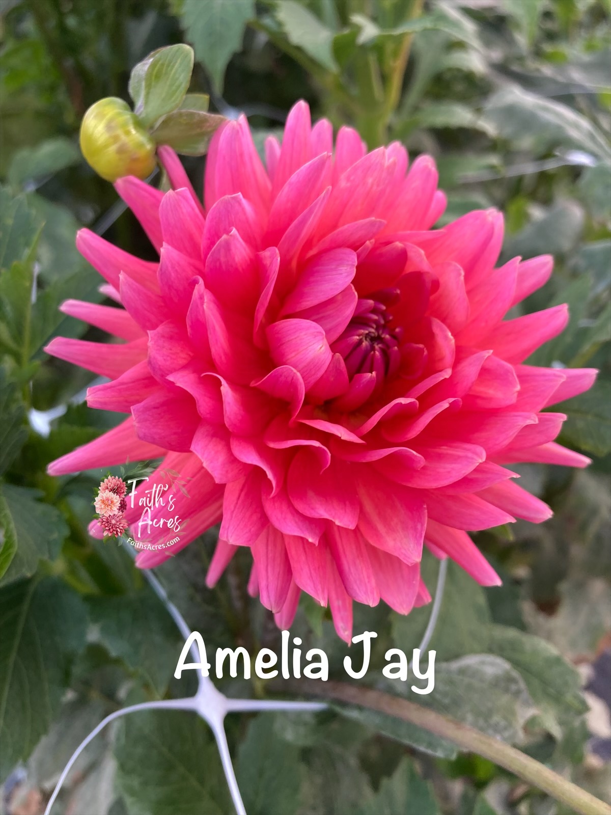 Amelia Jay - Image 2