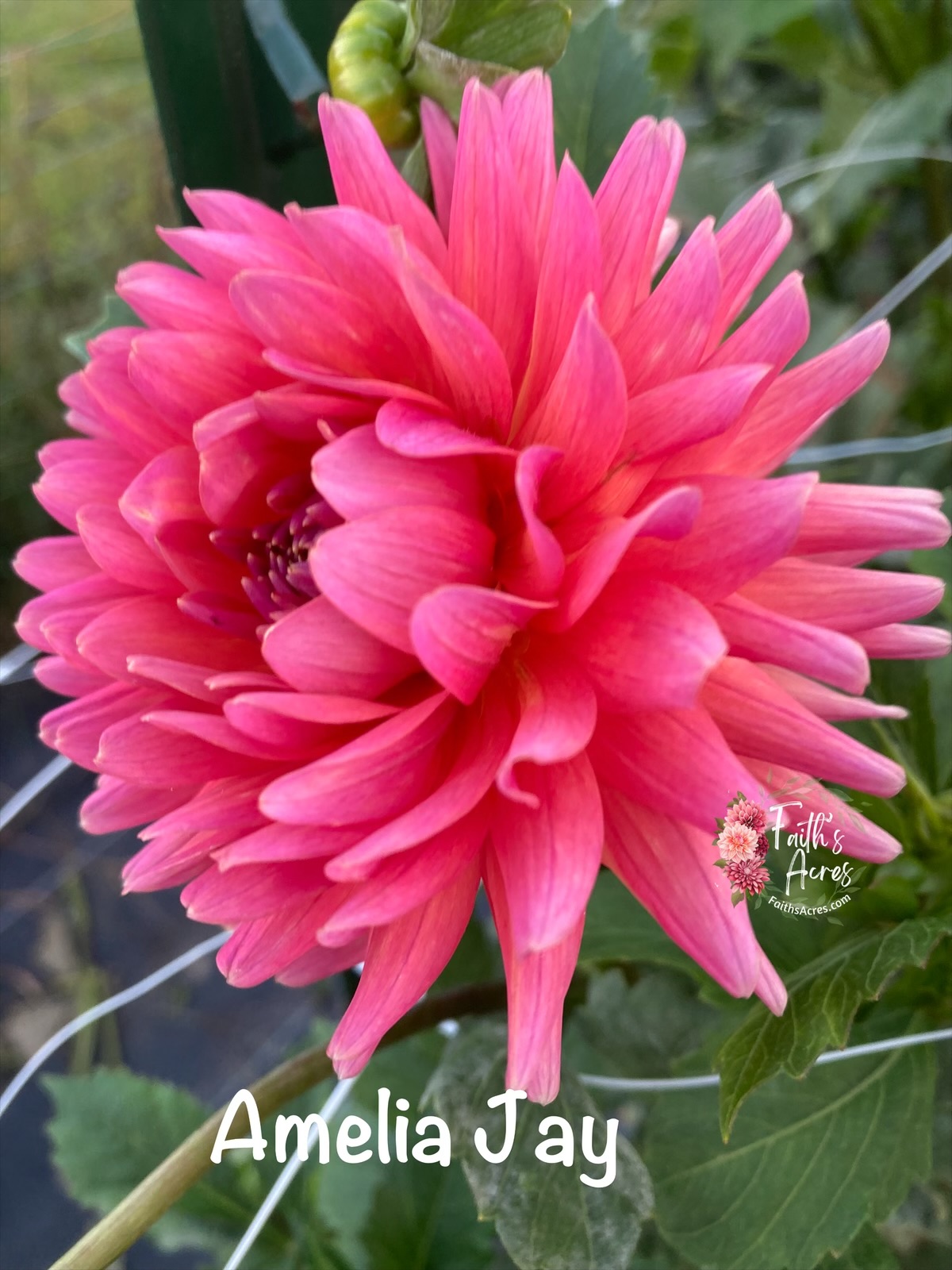 Amelia Jay - Image 4