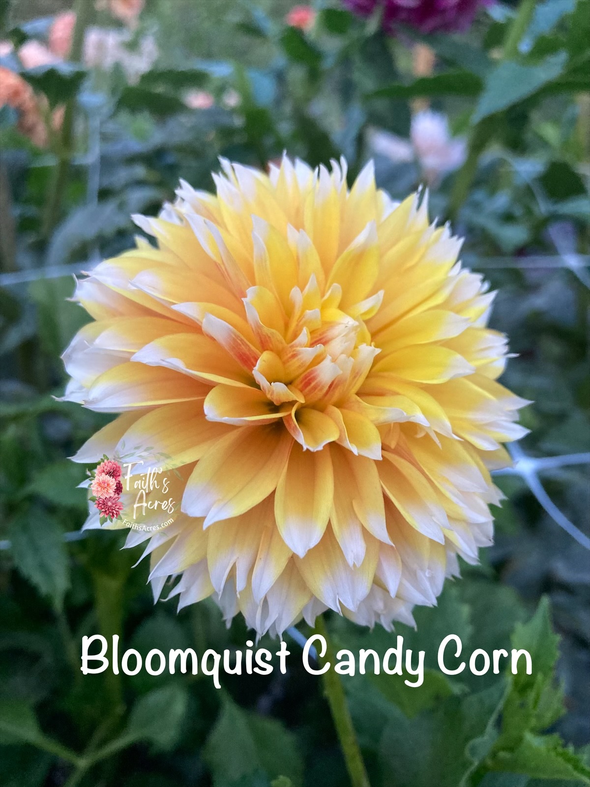 Bloomquist Candy Corn