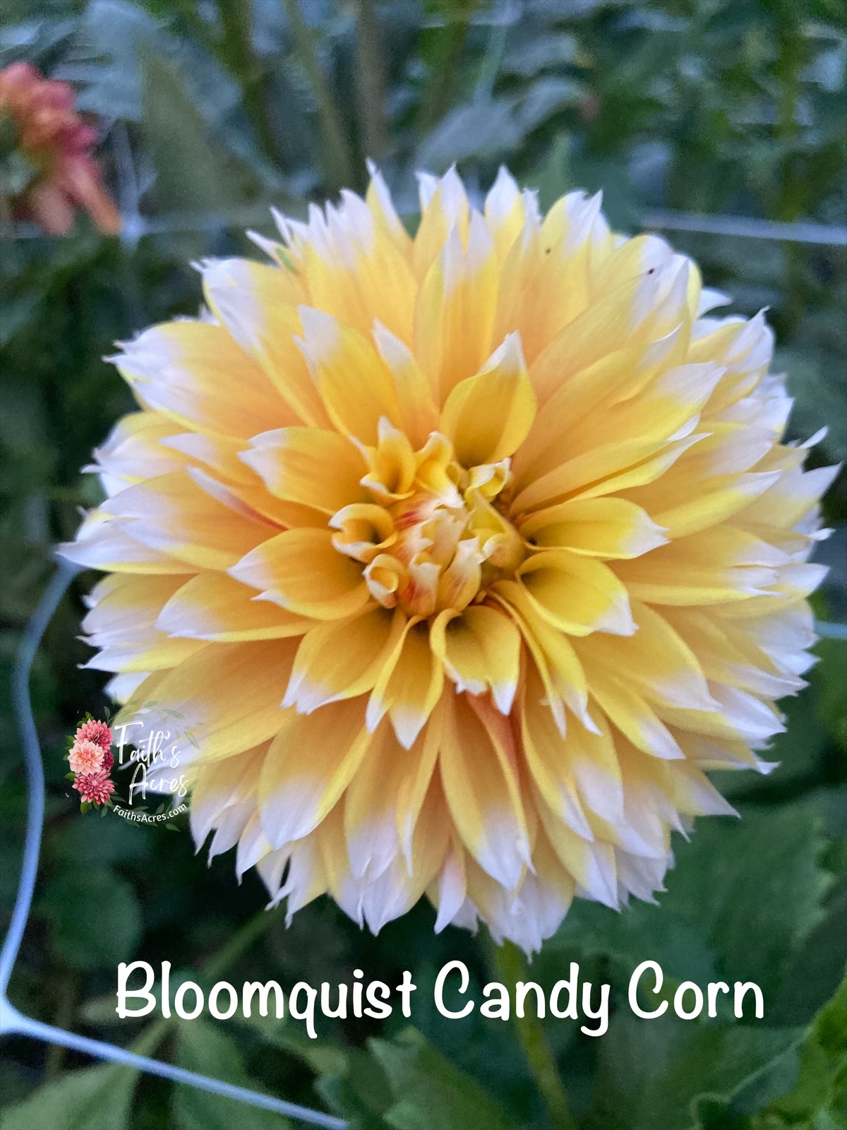 Bloomquist Candy Corn - Image 2