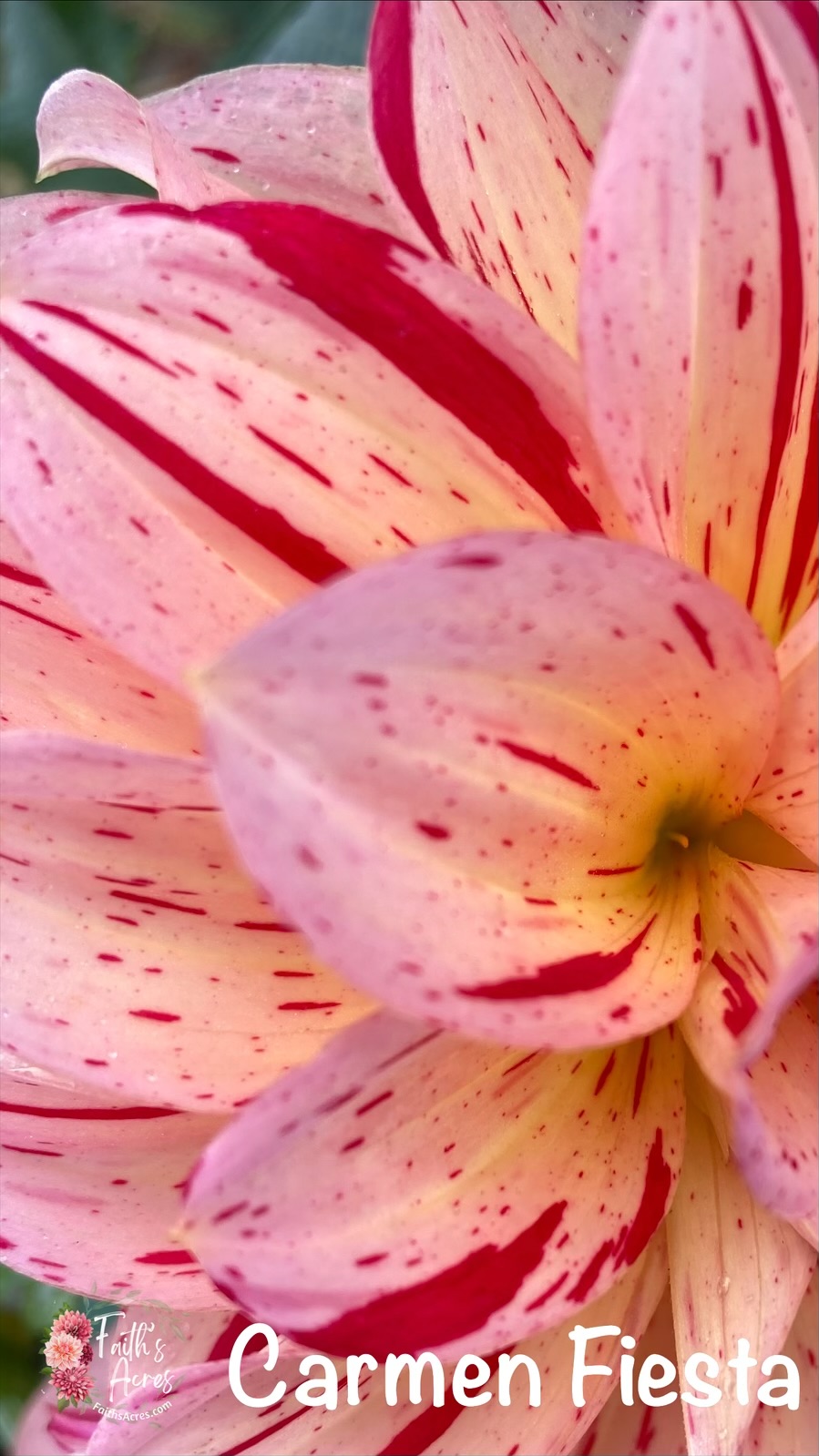 Carmen Fiesta - Image 5