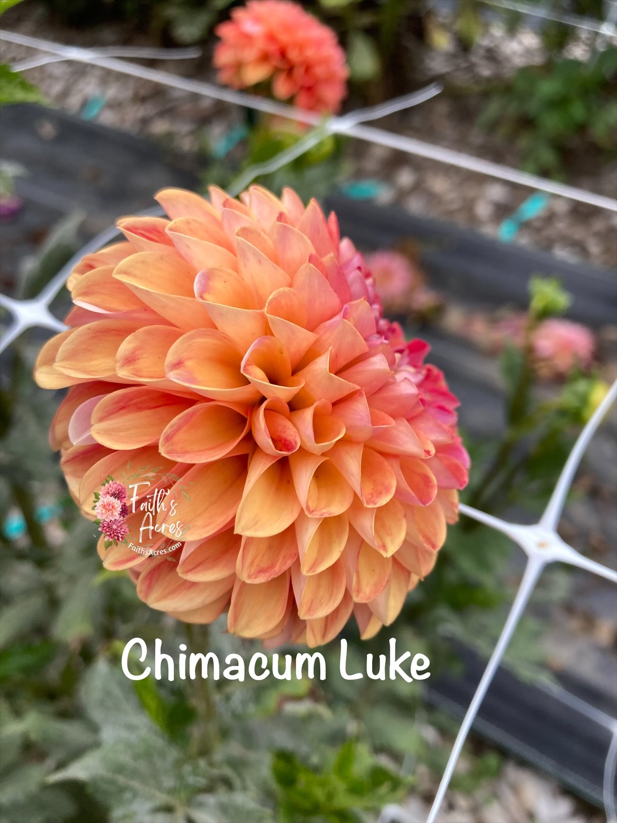 Chimacum Luke AKA Creme de Fraise READ DESCRIPTION - Image 3