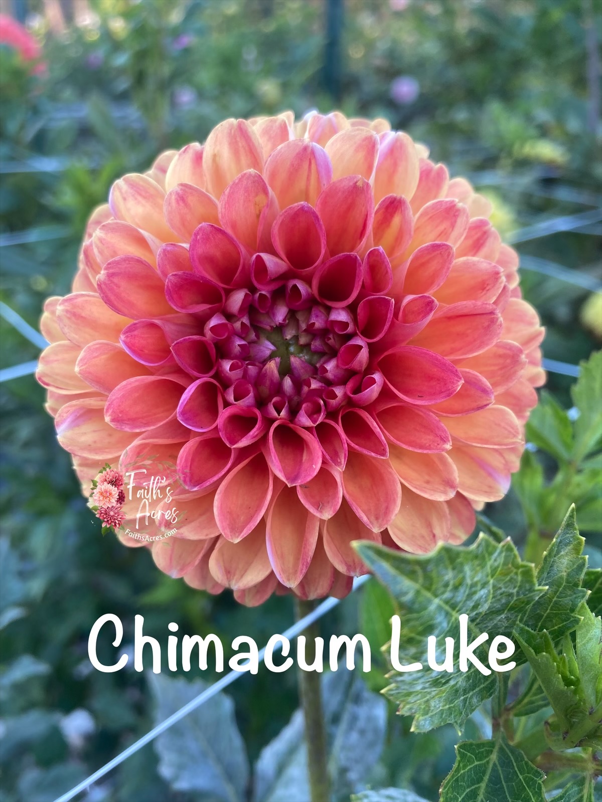 Chimacum Luke AKA Creme de Fraise READ DESCRIPTION - Image 2