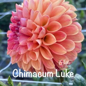 Chimacum Luke AKA Creme de Fraise READ DESCRIPTION