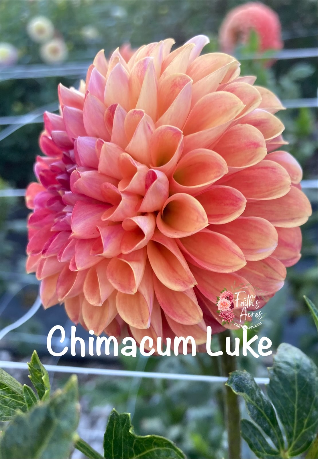 Chimacum Luke AKA Creme de Fraise READ DESCRIPTION