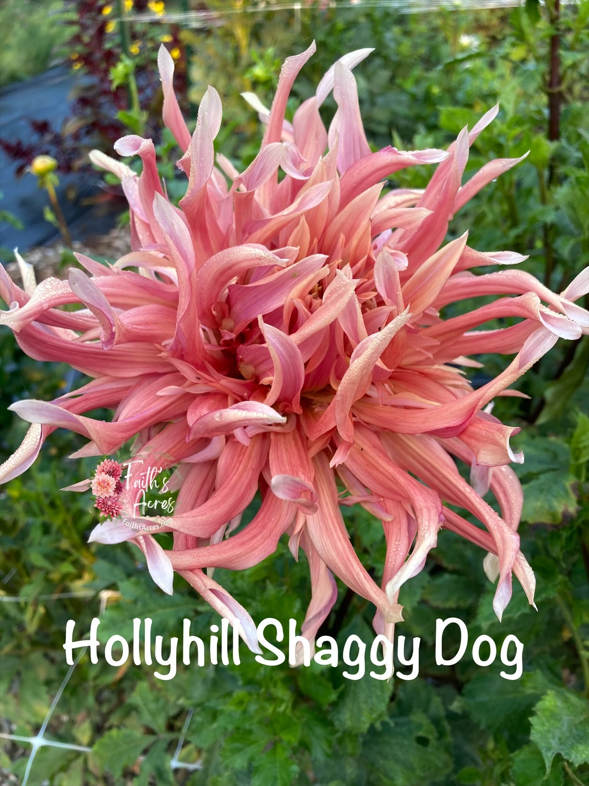 Hollyhill Shaggy Dog - Image 4