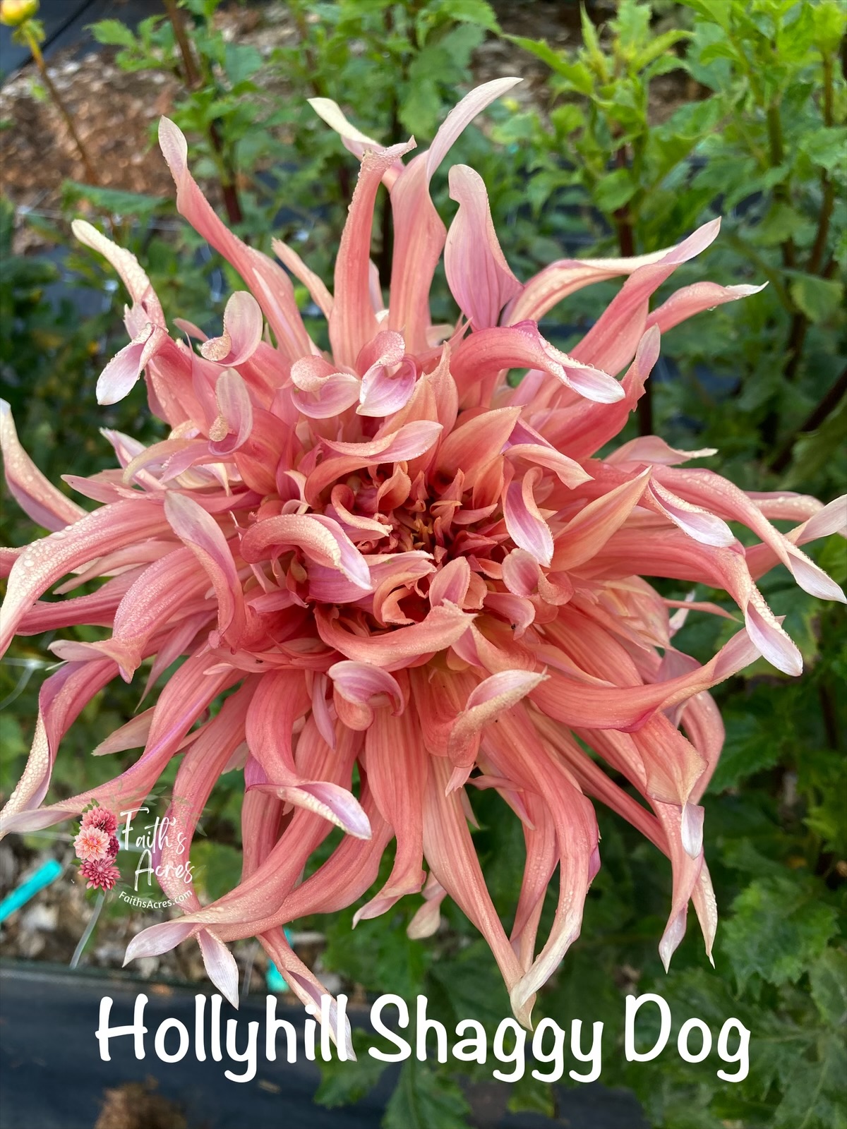 Hollyhill Shaggy Dog - Image 3