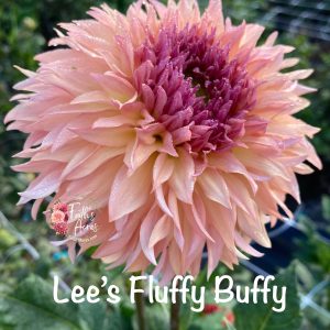 Lee's Fluffy Buffy