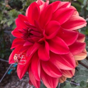 Patricia Ann's Sunset