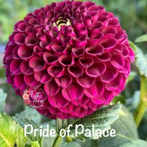 Pride of Palace-Makes tiny tubers