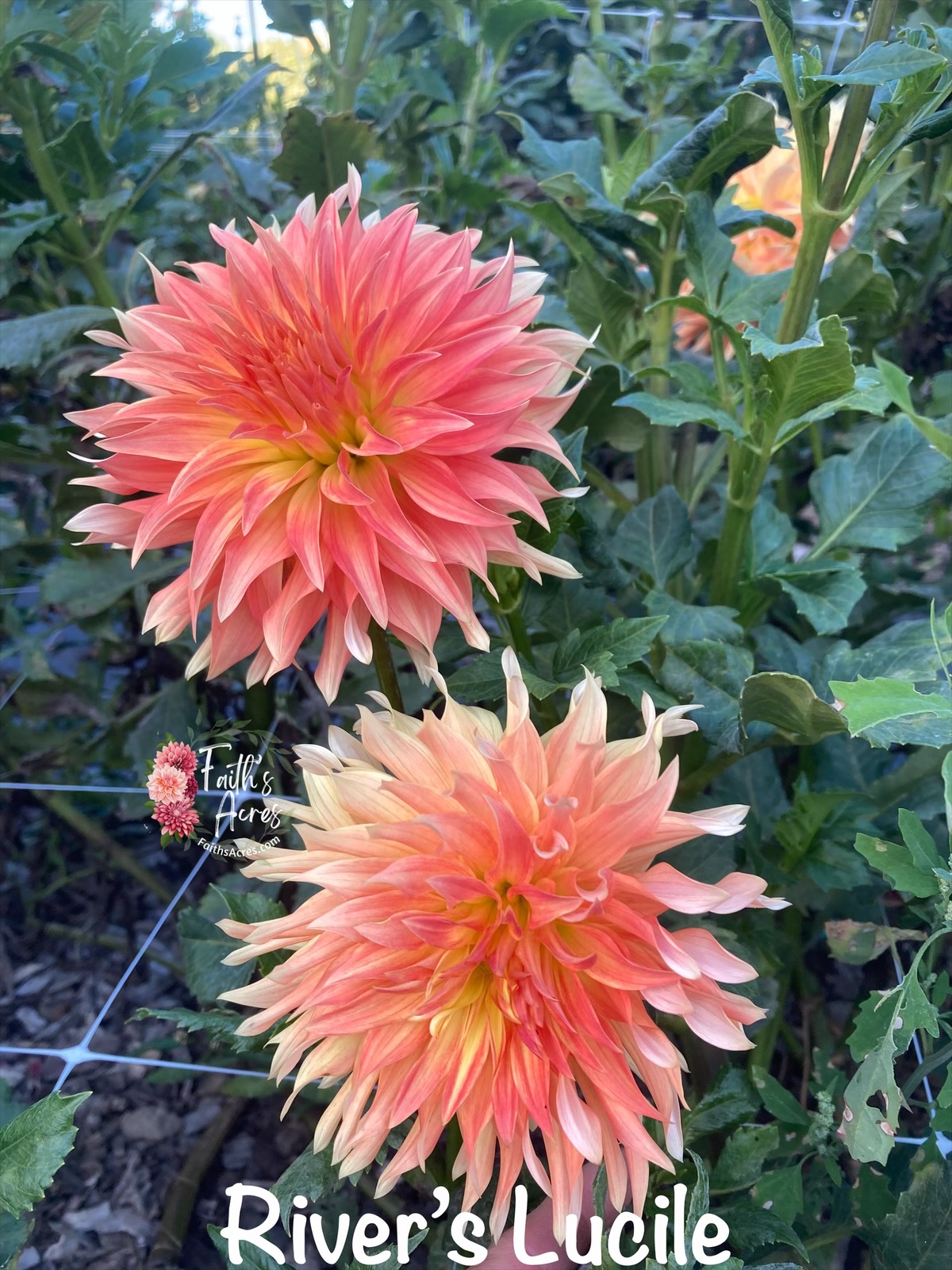 River's Lucille READ DESCRIPTION - Image 5