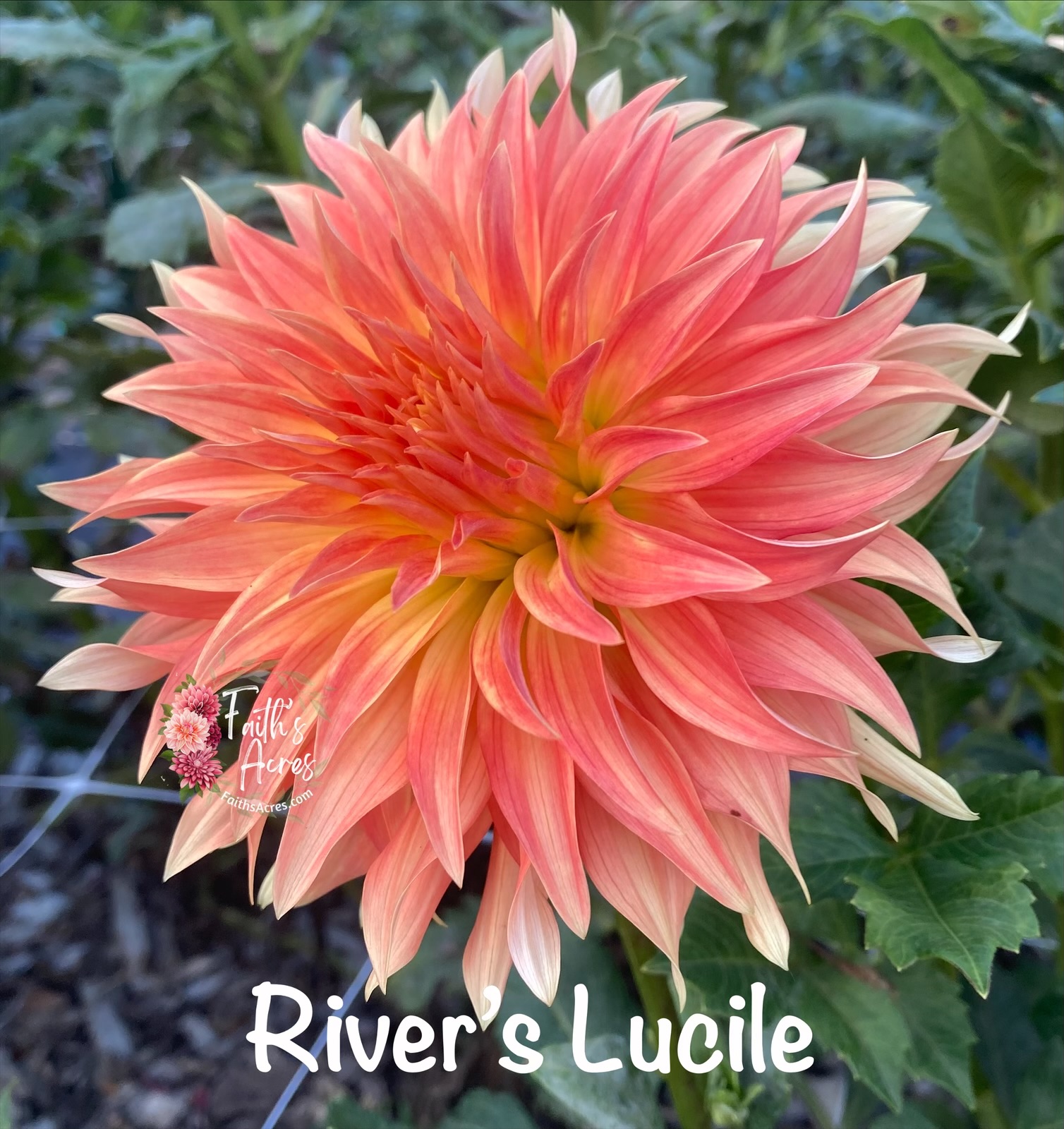 River's Lucille READ DESCRIPTION - Image 4