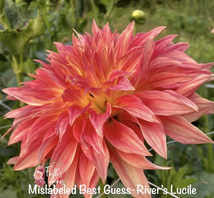 River's Lucille READ DESCRIPTION - Image 2