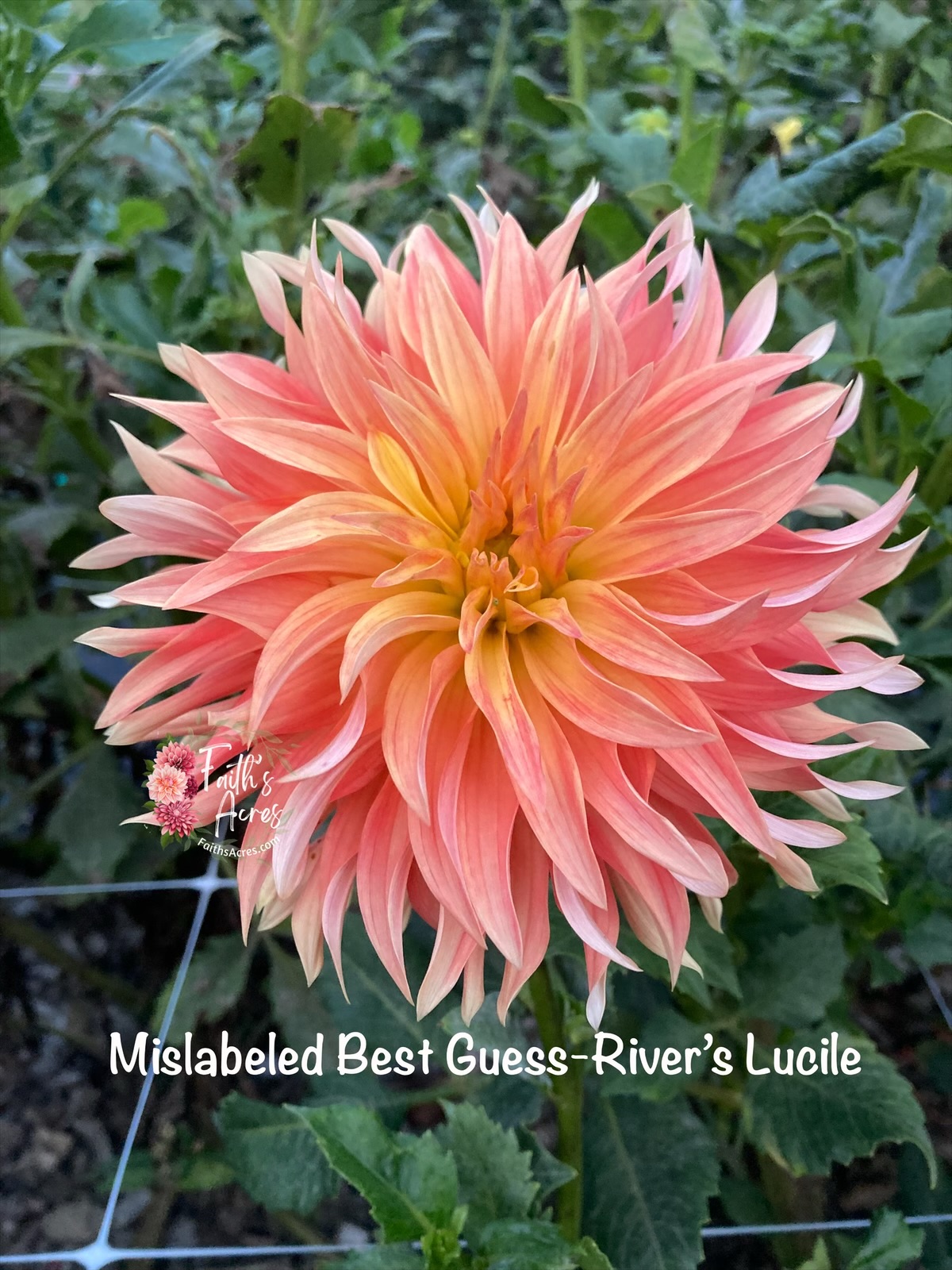 River's Lucille READ DESCRIPTION - Image 3