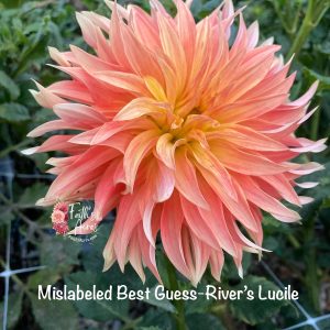 River's Lucille READ DESCRIPTION