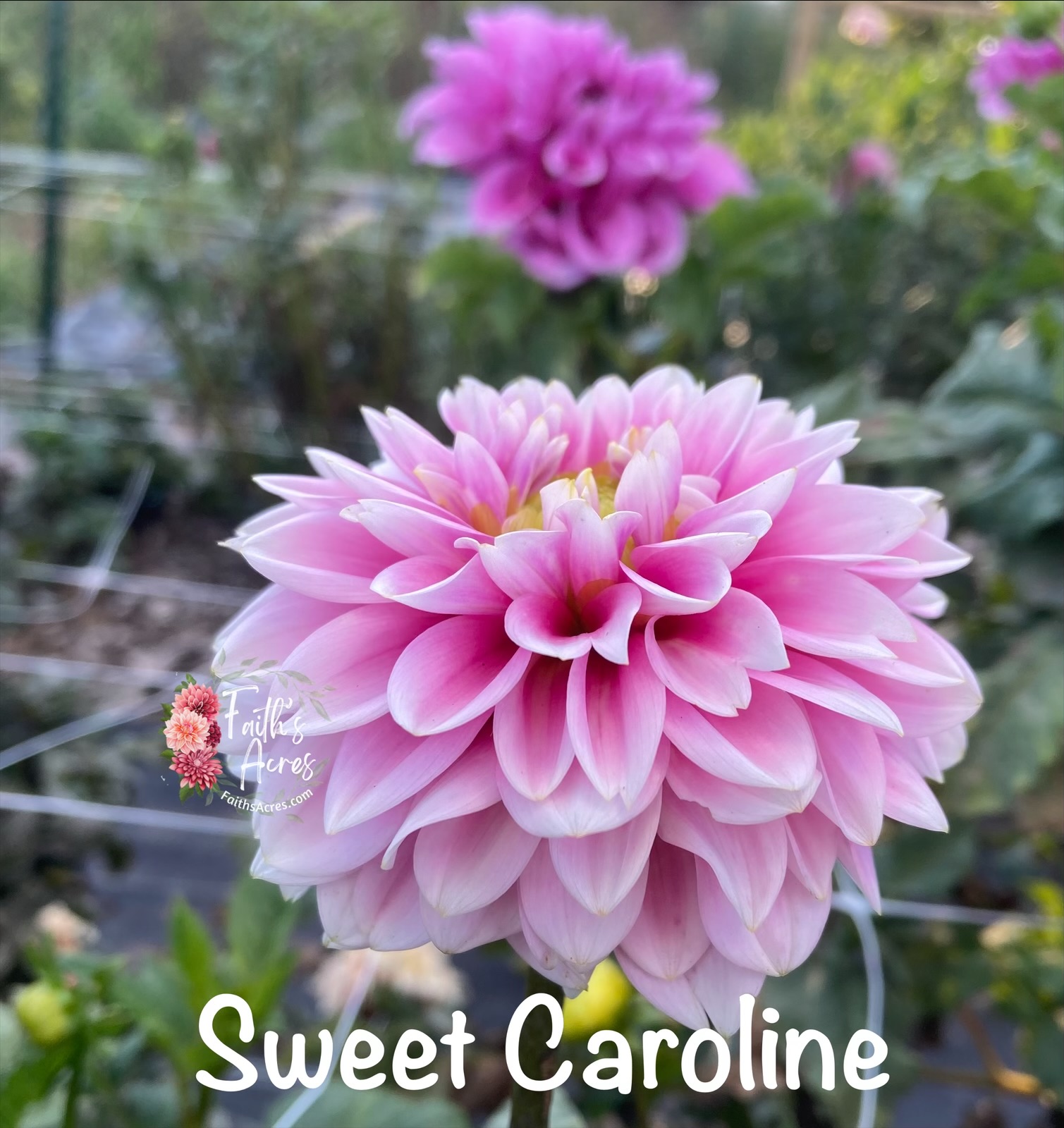 Sweet Caroline - Image 2