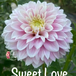Sweet Love