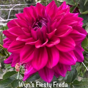 Wyn's Fiesty Freda