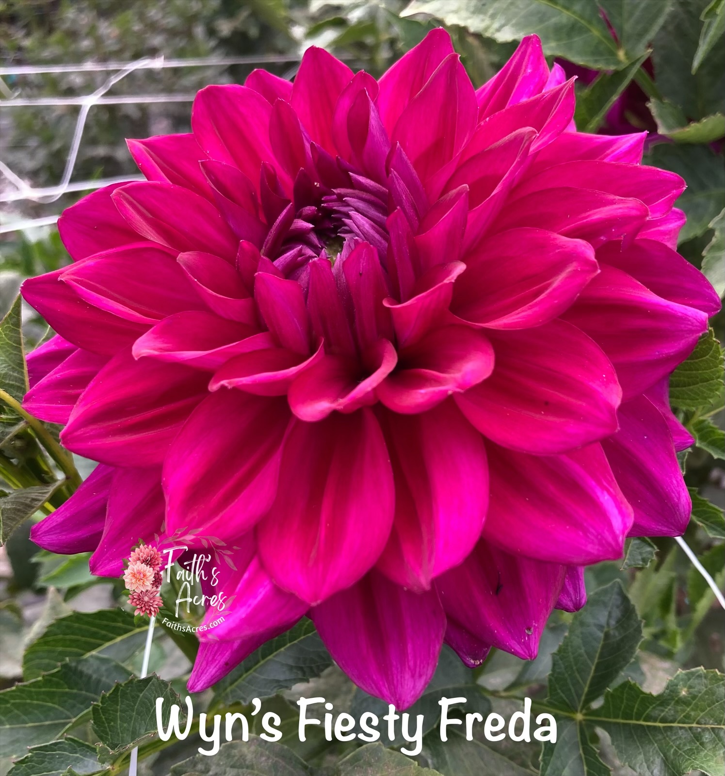 Wyn's Fiesty Freda