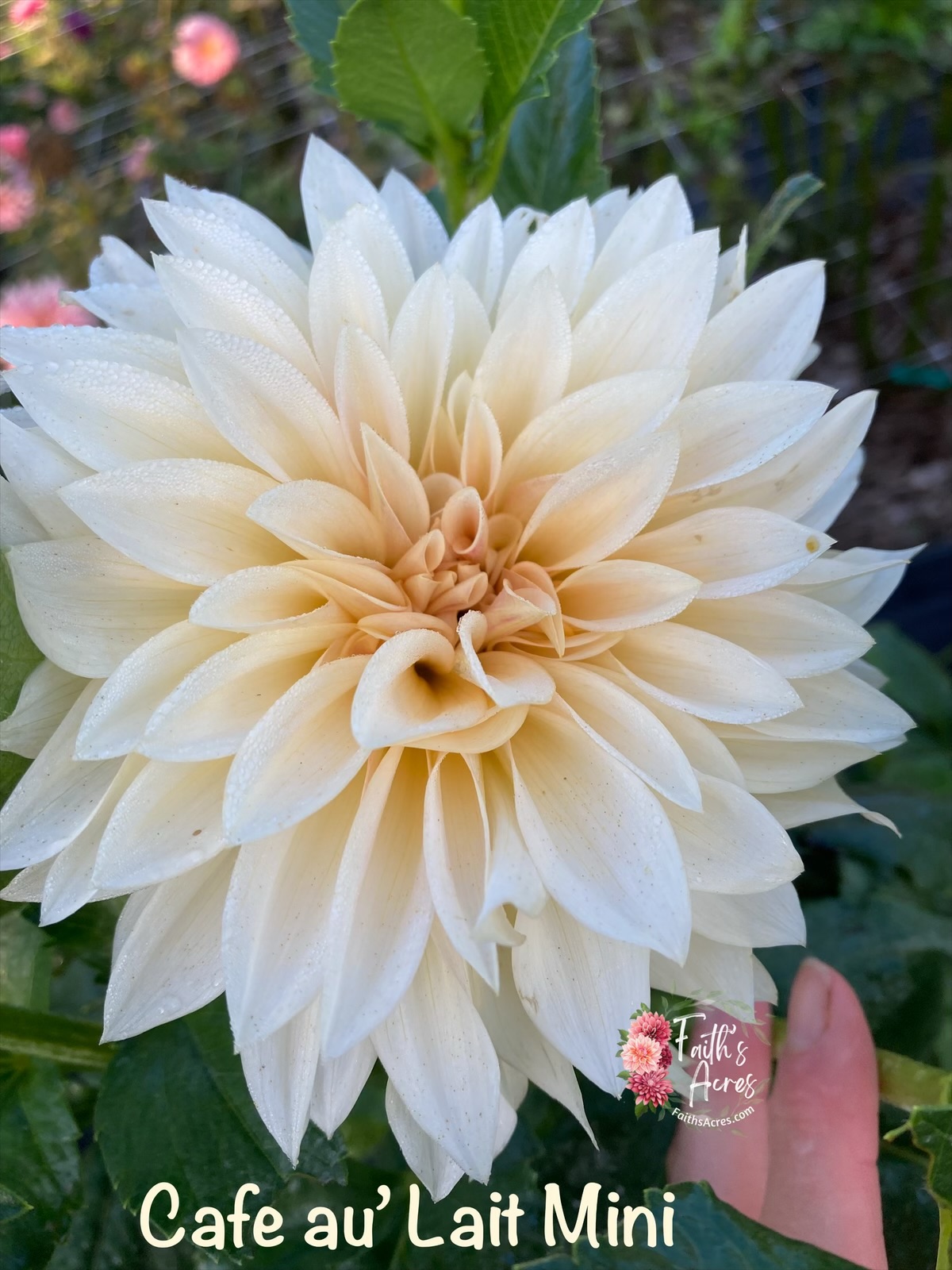 Cafe au Lait mini - Image 2