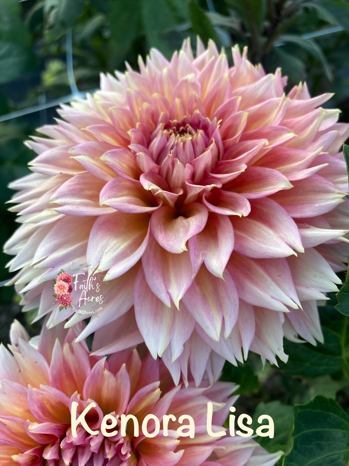 Kenora Lisa - Image 3