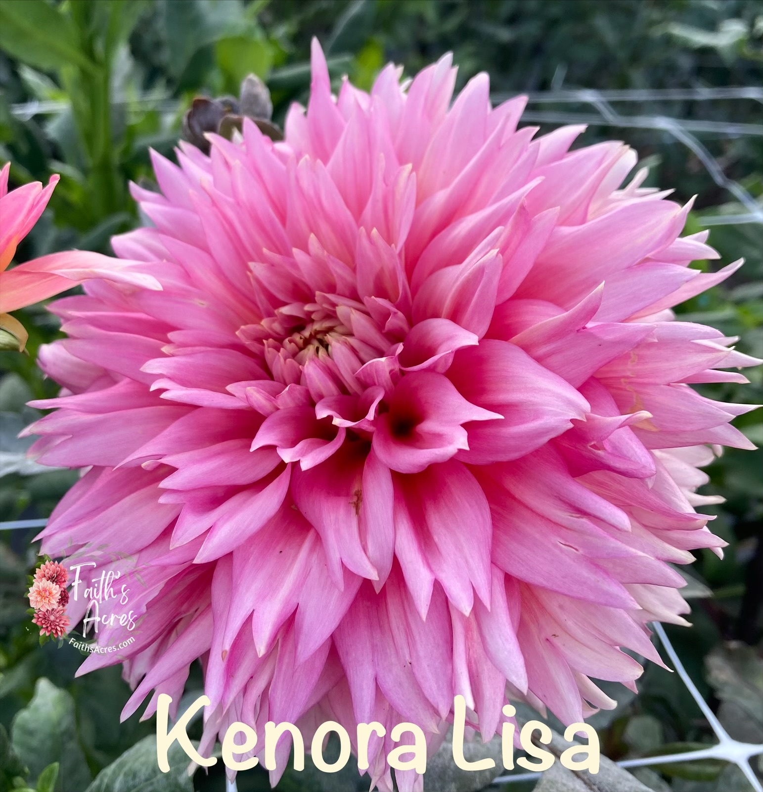 Kenora Lisa - Image 2